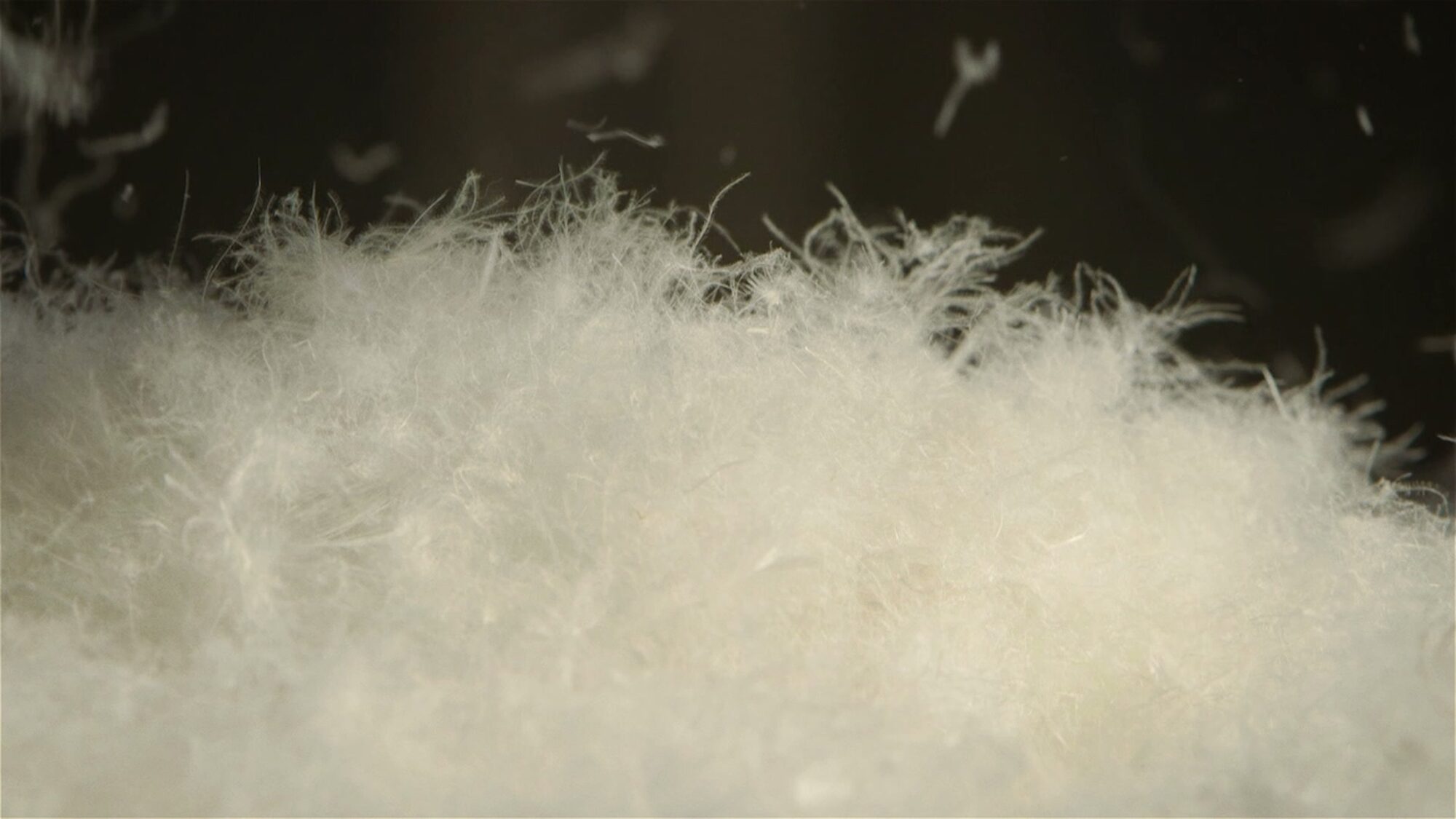 Macro di un fiocco di piumino in controluce: i filamenti separati su fondo scuro