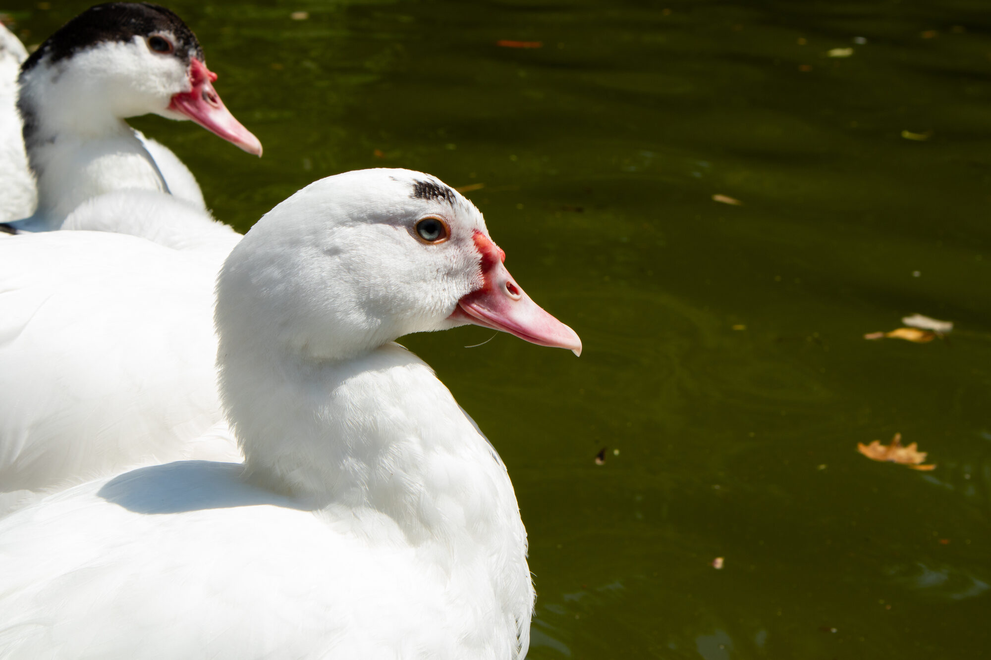 Anatre mute bianche sull'acqua