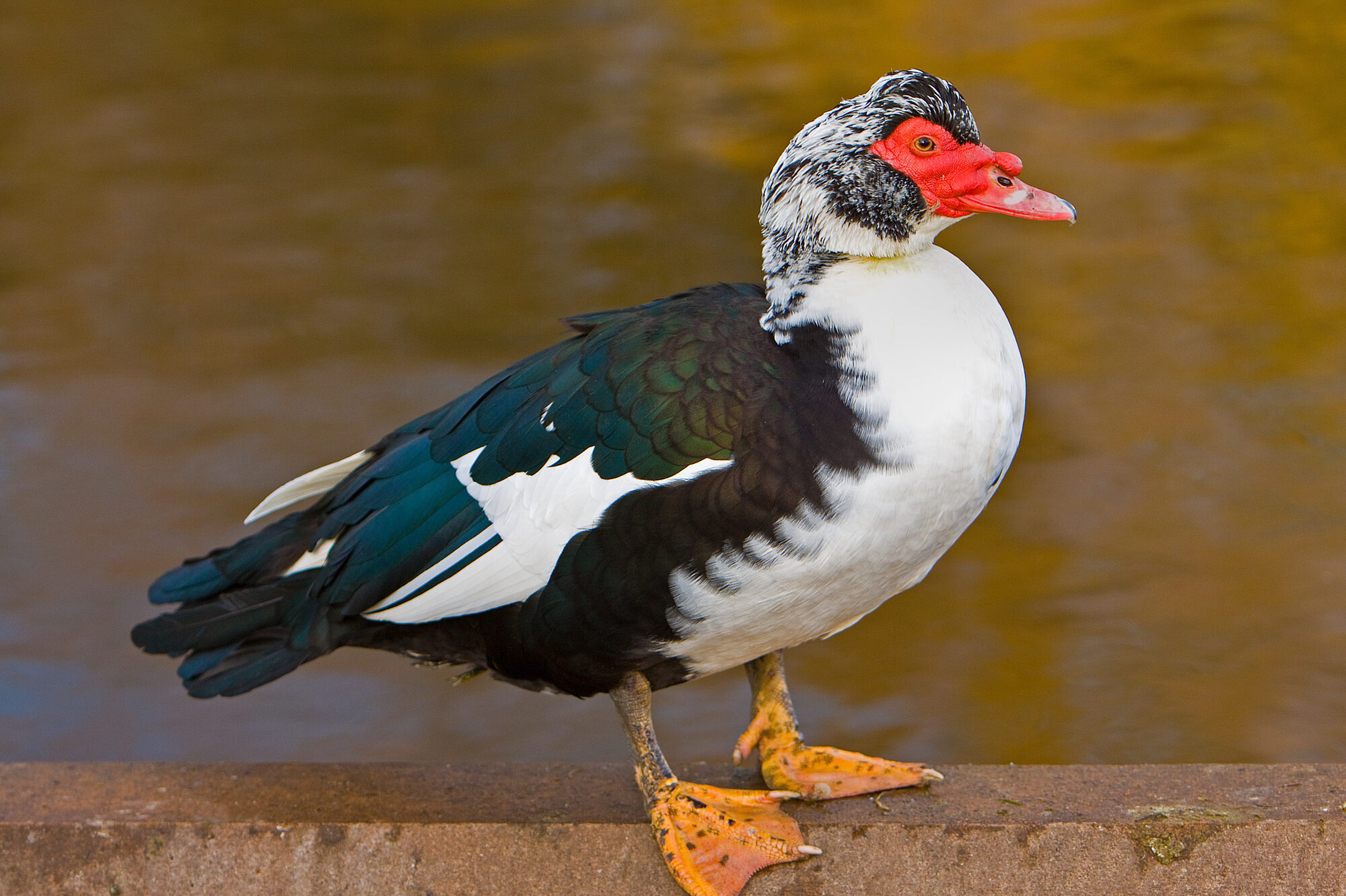 Un'anatra muta (Muscovy) dal piumaggio bianco e nero
